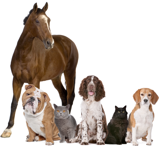 Ergyvet propose des compléments alimentaires de haute qualité pour animaux