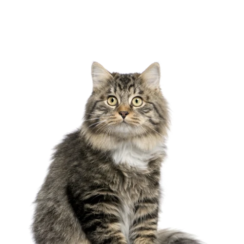 Ergyvet propose des compléments alimentaires de haute qualité pour cat