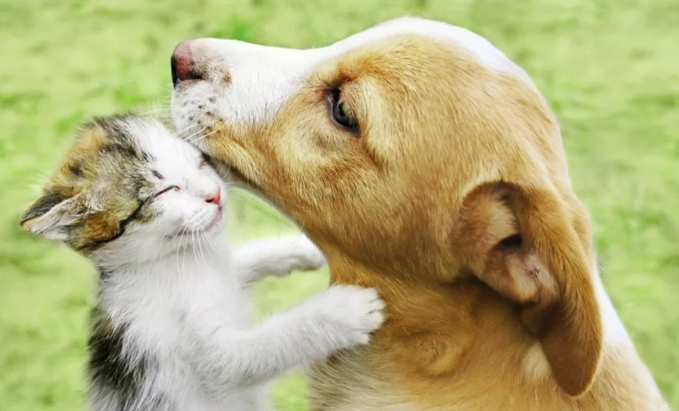 Ergyvet propose des compléments alimentaires de haute qualité pour animaux 