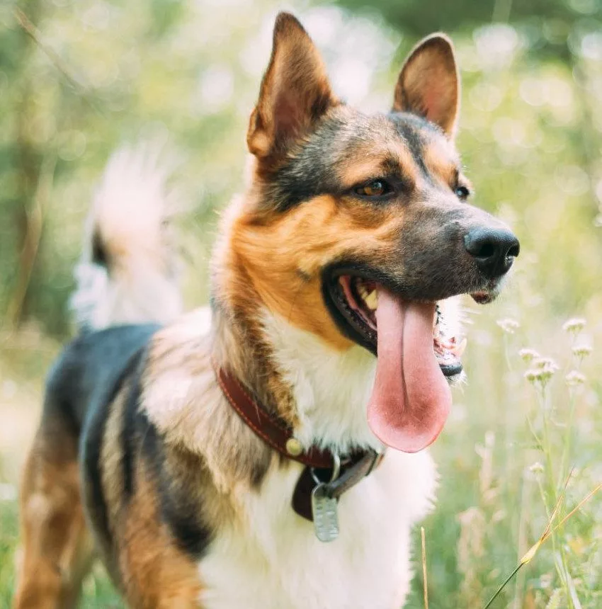 Ergyvet propose des conseils de professionnels pour vos animaux de compagnies et de loisir